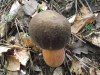 Flockenstieliger Hexenröhrling